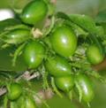 زردآلوی وحشی
